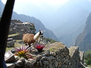 Machu Picchu Peru Inka (16)