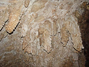 carlsbad caverns cave 004
