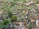 carlsbad caverns cave 068