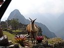 Machu Picchu Peru Inka (18)