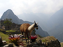 Machu Picchu Peru Inka (19)
