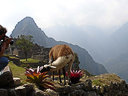 Machu Picchu Peru Inka (20)