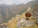 Machu Picchu Peru Inka (61)