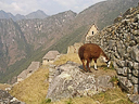 Machu Picchu Peru Inka (62)