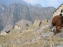 Machu Picchu Peru Inka (64)