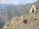 Machu Picchu Peru Inka (67)