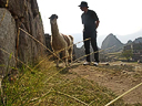 Machu Picchu Peru Inka (68)