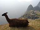 Machu Picchu Peru Inka (90)