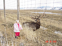 Elk Uta-2003 003